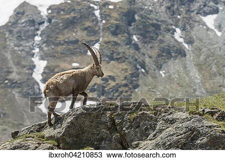 Alpine ibex (Capra ibex), also steinbock or bouquetin, High Tauern National Park, Carinthia, Austria, Europe View Large Photo Image Stock Image - Alpine ibex (Capra ibex), also steinbock or bouquetin, High Tauern National Park, Carinthia, Austria, Europe. Fotosearch