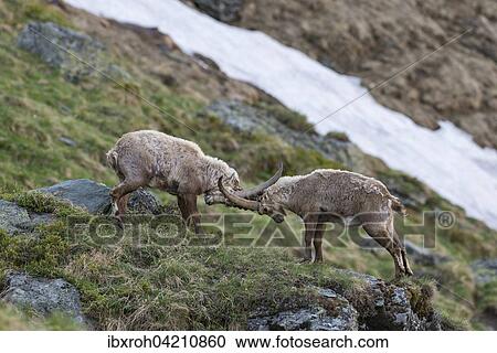 Alpine ibex (Capra ibex), also steinbock or bouquetin, fighting for rank, High Tauern National Park, Carinthia, Austria, Europe View Large Photo Image Stock Image - Alpine ibex (Capra ibex), also steinbock or bouquetin, fighting for rank, High Tauern National Park, Carinthia, Austria, Europe. Fotosearch