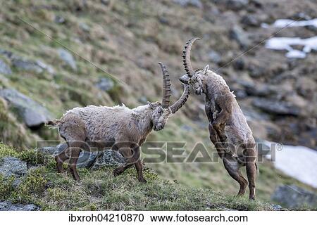Alpine ibex (Capra ibex), also steinbock or bouquetin, fighting for rank, High Tauern National Park, Carinthia, Austria, Europe View Large Photo Image Stock Image - Alpine ibex (Capra ibex), also steinbock or bouquetin, fighting for rank, High Tauern National Park, Carinthia, Austria, Europe. Fotosearch