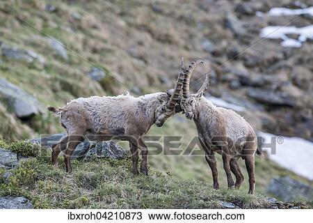 Alpine ibex (Capra ibex), also steinbock or bouquetin, fighting for rank, High Tauern National Park, Carinthia, Austria, Europe View Large Photo Image Stock Image - Alpine ibex (Capra ibex), also steinbock or bouquetin, fighting for rank, High Tauern National Park, Carinthia, Austria, Europe. Fotosearch