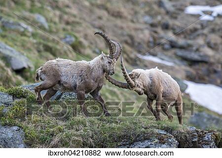 Alpine ibex (Capra ibex), also steinbock or bouquetin, fighting for rank, High Tauern National Park, Carinthia, Austria, Europe View Large Photo Image Stock Image - Alpine ibex (Capra ibex), also steinbock or bouquetin, fighting for rank, High Tauern National Park, Carinthia, Austria, Europe. Fotosearch