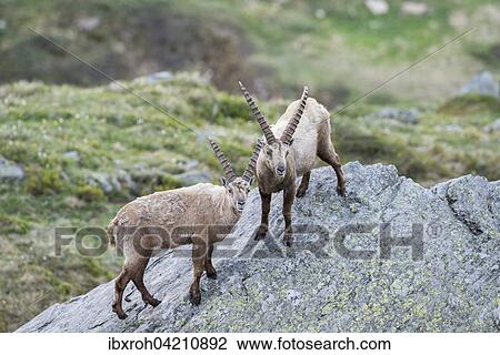 Alpine ibex (Capra ibex), also steinbock or bouquetin, High Tauern National Park, Carinthia, Austria, Europe View Large Photo Image Stock Image - Alpine ibex (Capra ibex), also steinbock or bouquetin, High Tauern National Park, Carinthia, Austria, Europe. Fotosearch
