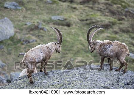 Alpine ibex (Capra ibex), also steinbock or bouquetin, High Tauern National Park, Carinthia, Austria, Europe View Large Photo Image Stock Image - Alpine ibex (Capra ibex), also steinbock or bouquetin, High Tauern National Park, Carinthia, Austria, Europe. Fotosearch