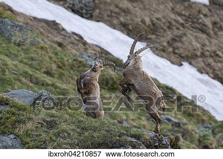 Alpine ibex (Capra ibex), also steinbock or bouquetin, fighting for rank, High Tauern National Park, Carinthia, Austria, Europe View Large Photo Image Stock Photo - Alpine ibex (Capra ibex), also steinbock or bouquetin, fighting for rank, High Tauern National Park, Carinthia, Austria, Europe. Fotosearch