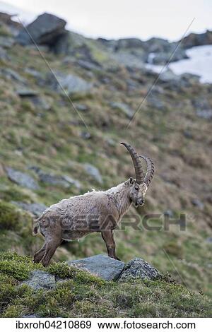 Alpine ibex (Capra ibex), also steinbock or bouquetin, High Tauern National Park, Carinthia, Austria, Europe View Large Photo Image Stock Photo - Alpine ibex (Capra ibex), also steinbock or bouquetin, High Tauern National Park, Carinthia, Austria, Europe. Fotosearch