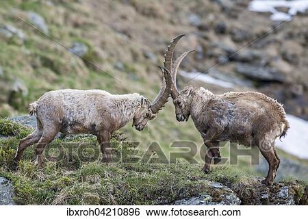 Alpine ibex (Capra ibex), also steinbock or bouquetin, fighting for rank, High Tauern National Park, Carinthia, Austria, Europe View Large Photo Image Stock Photograph - Alpine ibex (Capra ibex), also steinbock or bouquetin, fighting for rank, High Tauern National Park, Carinthia, Austria, Europe. Fotosearch