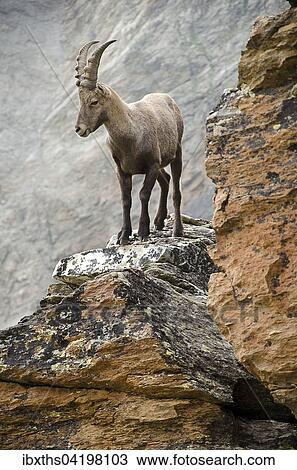 Alpine ibex (Capra ibex) standing on rock, Weissmies, Saas Valley, Valais Alps, Switzerland, Europe View Large Photo Image Stock Image - Alpine ibex (Capra ibex) standing on rock, Weissmies, Saas Valley, Valais Alps, Switzerland, Europe. Fotosearch