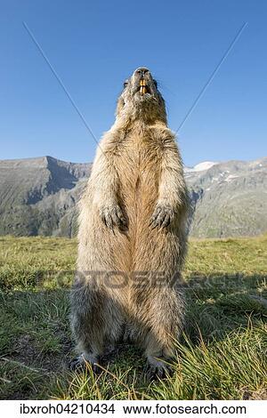 Alpine marmot (Marmota marmota), High Tauern National Park, Carinthia, Austria, Europe View Large Photo Image Picture - Alpine marmot (Marmota marmota), High Tauern National Park, Carinthia, Austria, Europe. Fotosearch