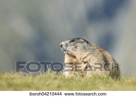 Alpine marmot (Marmota marmota), High Tauern National Park, Carinthia, Austria, Europe View Large Photo Image Picture - Alpine marmot (Marmota marmota), High Tauern National Park, Carinthia, Austria, Europe. Fotosearch