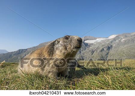 Stock Image - Alpine marmot (Marmota marmota), High Tauern National Park, Carinthia, Austria, Europe. Fotosearch