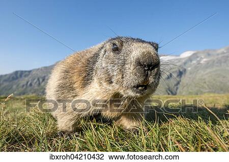 Alpine marmot (Marmota marmota), High Tauern National Park, Carinthia, Austria, Europe View Large Photo Image Stock Image - Alpine marmot (Marmota marmota), High Tauern National Park, Carinthia, Austria, Europe. Fotosearch