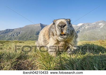 Alpine marmot (Marmota marmota), High Tauern National Park, Carinthia, Austria, Europe View Large Photo Image Stock Image - Alpine marmot (Marmota marmota), High Tauern National Park, Carinthia, Austria, Europe. Fotosearch