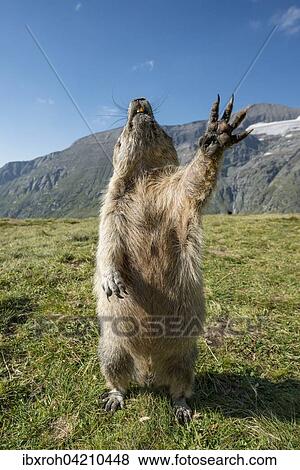 Alpine marmot (Marmota marmota), High Tauern National Park, Carinthia, Austria, Europe View Large Photo Image Stock Photo - Alpine marmot (Marmota marmota), High Tauern National Park, Carinthia, Austria, Europe. Fotosearch