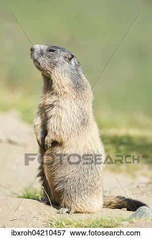 Alpine marmot (Marmota marmota), High Tauern National Park, Carinthia, Austria, Europe View Large Photo Image Stock Photo - Alpine marmot (Marmota marmota), High Tauern National Park, Carinthia, Austria, Europe. Fotosearch