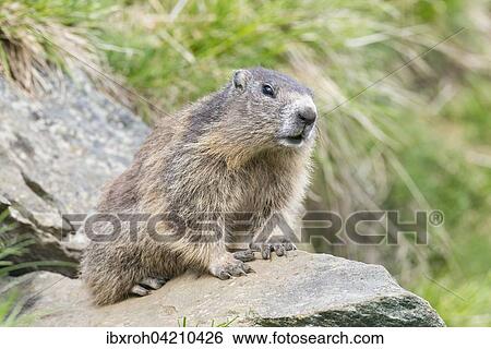 Alpine marmot (Marmota marmota), High Tauern National Park, Carinthia, Austria, Europe View Large Photo Image Stock Photograph - Alpine marmot (Marmota marmota), High Tauern National Park, Carinthia, Austria, Europe. Fotosearch