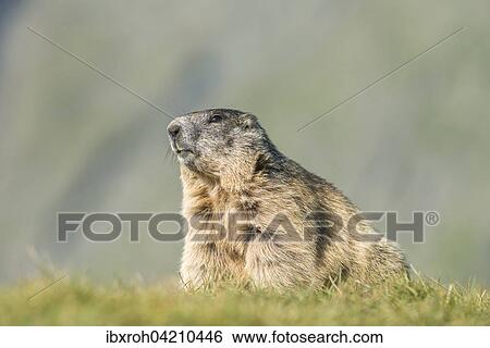 Stock Photograph - Alpine marmot (Marmota marmota), High Tauern National Park, Carinthia, Austria, Europe. Fotosearch