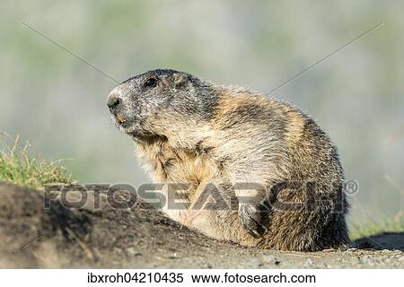 Stock Photography - Alpine marmot (Marmota marmota), High Tauern National Park, Carinthia, Austria, Europe. Fotosearch