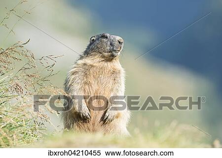 Alpine marmot (Marmota marmota), High Tauern National Park, Carinthia, Austria, Europe View Large Photo Image Stock Photography - Alpine marmot (Marmota marmota), High Tauern National Park, Carinthia, Austria, Europe. Fotosearch