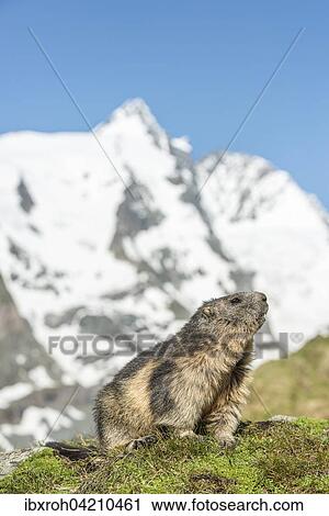 Stock Image - Alpine marmot (Marmota marmota) in front of Grossglockner, High Tauern National Park, Carinthia, Austria, Europe. Fotosearch
