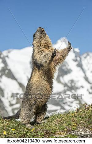 Stock Image - Alpine marmot (Marmota marmota) standing in front of Grossglockner, High Tauern National Park, Carinthia, Austria, Europe. Fotosearch
