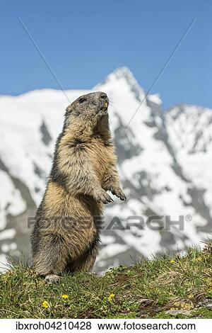 Stock Photo - Alpine marmot (Marmota marmota) standing in front of Grossglockner, High Tauern National Park, Carinthia, Austria, Europe. Fotosearch