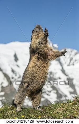 Stock Photo - Alpine marmot (Marmota marmota) standing in front of Grossglockner, High Tauern National Park, Carinthia, Austria, Europe. Fotosearch