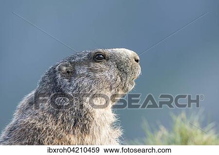 Alpine marmot (Marmota marmota), portrait, High Tauern National Park, Carinthia, Austria, Europe View Large Photo Image Stock Photo - Alpine marmot (Marmota marmota), portrait, High Tauern National Park, Carinthia, Austria, Europe. Fotosearch