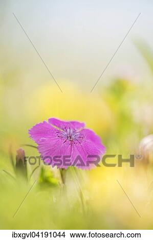 Picture - Alpine Pink (Dianthus alpinus) in an Alpine meadow, Schneealpe, Styria, Austria, Europe. Fotosearch