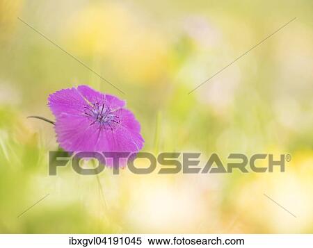 Alpine Pink (Dianthus alpinus) in an Alpine meadow, Schneealpe, Styria, Austria, Europe View Large Photo Image Stock Photography - Alpine Pink (Dianthus alpinus) in an Alpine meadow, Schneealpe, Styria, Austria, Europe. Fotosearch