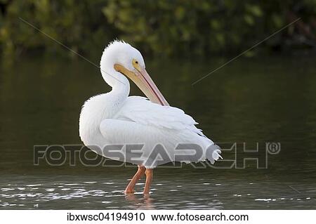 American White Pelican (Pelecanus erythrorhynchos) standing in water, Sanibel Island, Florida, USA, North America View Large Photo Image Stock Image - American White Pelican (Pelecanus erythrorhynchos) standing in water, Sanibel Island, Florida, USA, North America. Fotosearch