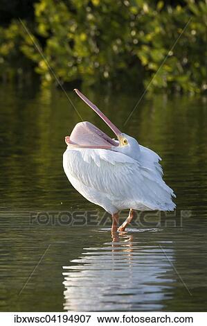 American White Pelican (Pelecanus erythrorhynchos) standing in water, Sanibel Island, Florida, USA, North America View Large Photo Image Stock Photo - American White Pelican (Pelecanus erythrorhynchos) standing in water, Sanibel Island, Florida, USA, North America. Fotosearch