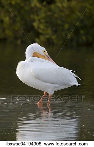 Stock Photo - American White Pelican (Pelecanus erythrorhynchos) standing in water, Sanibel Island, Florida, USA, North America. Fotosearch