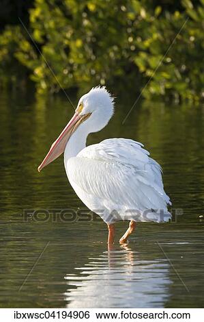 Stock Photograph - American White Pelican (Pelecanus erythrorhynchos) standing in water, Sanibel Island, Florida, USA, North America. Fotosearch