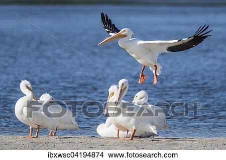 American White Pelicans (Pelecanus erythrorhynchos) at the water, Sanibel Island, Florida, USA, North America View Large Photo Image Picture - American White Pelicans (Pelecanus erythrorhynchos) at the water, Sanibel Island, Florida, USA, North America. Fotosearch