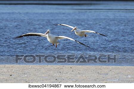 American White Pelicans (Pelecanus erythrorhynchos) flying over the water, Sanibel Island, Florida, USA, North America View Large Photo Image Stock Photo - American White Pelicans (Pelecanus erythrorhynchos) flying over the water, Sanibel Island, Florida, USA, North America. Fotosearch