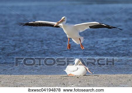 American White Pelicans (Pelecanus erythrorhynchos) at the water, Sanibel Island, Florida, USA, North America View Large Photo Image Stock Photo - American White Pelicans (Pelecanus erythrorhynchos) at the water, Sanibel Island, Florida, USA, North America. Fotosearch