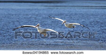 American White Pelicans (Pelecanus erythrorhynchos) flying over the water, Sanibel Island, Florida, USA, North America View Large Photo Image Stock Photography - American White Pelicans (Pelecanus erythrorhynchos) flying over the water, Sanibel Island, Florida, USA, North America. Fotosearch