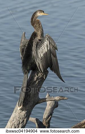 Anhinga (Anhinga anhinga) perched on log by the water, Sanibel Island, USA, North America View Large Photo Image Picture - Anhinga (Anhinga anhinga) perched on log by the water, Sanibel Island, USA, North America. Fotosearch