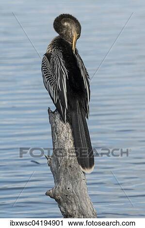 Anhinga (Anhinga anhinga) perched on log by the water, Sanibel Island, USA, North America View Large Photo Image Stock Image - Anhinga (Anhinga anhinga) perched on log by the water, Sanibel Island, USA, North America. Fotosearch