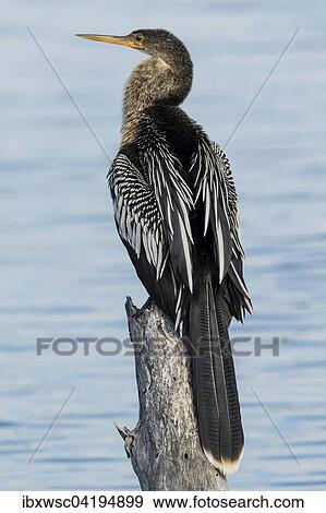Anhinga (Anhinga anhinga) perched on log by the water, Sanibel Island, USA, North America View Large Photo Image Stock Photo - Anhinga (Anhinga anhinga) perched on log by the water, Sanibel Island, USA, North America. Fotosearch