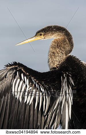Anhinga (Anhinga anhinga) with open wings, Sanibel Island, USA, North America View Large Photo Image Picture - Anhinga (Anhinga anhinga) with open wings, Sanibel Island, USA, North America. Fotosearch