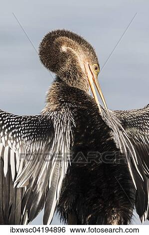 Anhinga (Anhinga anhinga) with open wings, preening, Sanibel Island, USA, North America View Large Photo Image Stock Photograph - Anhinga (Anhinga anhinga) with open wings, preening, Sanibel Island, USA, North America. Fotosearch