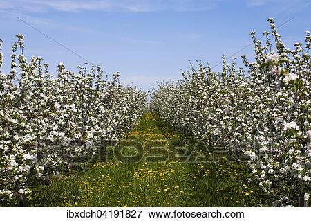 Stock Photo - Apple orchard, blossoms, late spring, St. Paul d'Abbotsford, Eastern Townships, Quebec, Canada, North America. Fotosearch