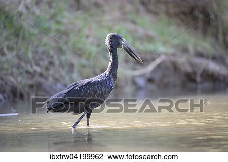 Stock Image - Asian Openbill (Anastomus oscitans) wading through shallow water, Lower Zambezi National Park, Zambia, Africa. Fotosearch