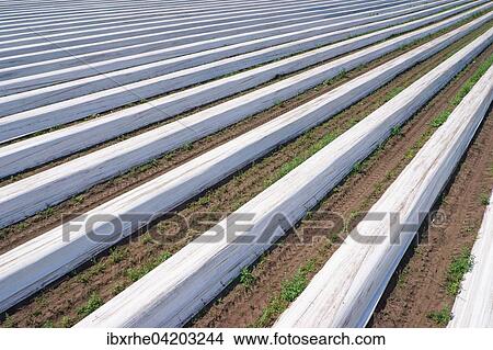 Asparagus field asparagus embankments covered with white plastic sheets, Schwege, Lower Saxony, Germany, Europe View Large Photo Image Picture - Asparagus field asparagus embankments covered with white plastic sheets, Schwege, Lower Saxony, Germany, Europe. Fotosearch