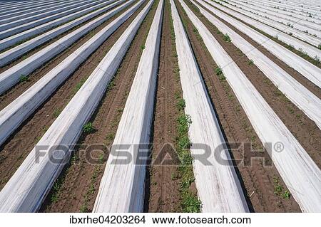 Asparagus field asparagus embankments covered with white plastic sheets, Schwege, Lower Saxony, Germany, Europe View Large Photo Image Picture - Asparagus field asparagus embankments covered with white plastic sheets, Schwege, Lower Saxony, Germany, Europe. Fotosearch