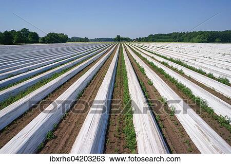 Asparagus field asparagus embankments covered with white plastic sheets, Schwege, Lower Saxony, Germany, Europe View Large Photo Image Stock Image - Asparagus field asparagus embankments covered with white plastic sheets, Schwege, Lower Saxony, Germany, Europe. Fotosearch