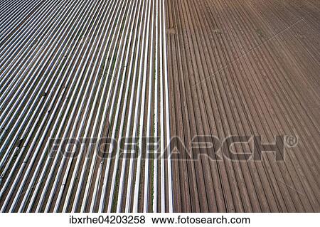 Asparagus field, asparagus embankments covered with white plastic sheets for harvesting on the left, harvested asparagus dams without sheets on the right, Schwege, Lower Saxony, Germany, Europe View Large Photo Image Stock Photo - Asparagus field, asparagus embankments covered with white plastic sheets for harvesting on the left, harvested asparagus dams without sheets on the right, Schwege, Lower Saxony, Germany, Europe. Fotosearch