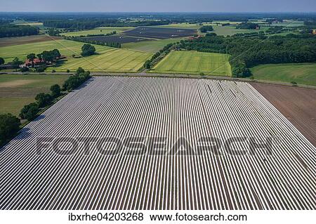 Asparagus field asparagus embankments covered with white plastic sheets, Schwege, Lower Saxony, Germany, Europe View Large Photo Image Stock Photo - Asparagus field asparagus embankments covered with white plastic sheets, Schwege, Lower Saxony, Germany, Europe. Fotosearch