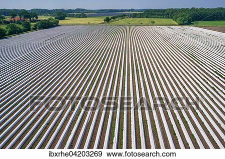 Asparagus field asparagus embankments covered with white plastic sheets, Schwege, Lower Saxony, Germany, Europe View Large Photo Image Stock Photo - Asparagus field asparagus embankments covered with white plastic sheets, Schwege, Lower Saxony, Germany, Europe. Fotosearch